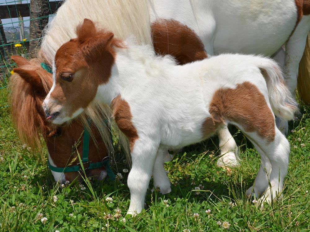 販売済みの馬たち キッス 15 ワールドランチホースクラブ