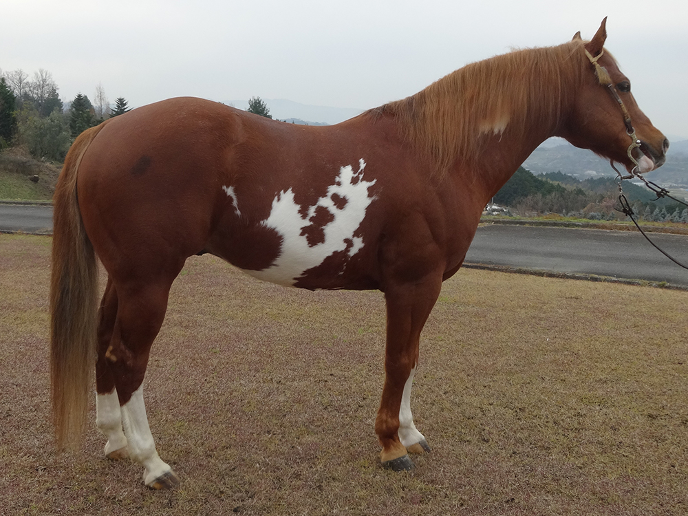 No.0007 PAINTED BLUFF CODY