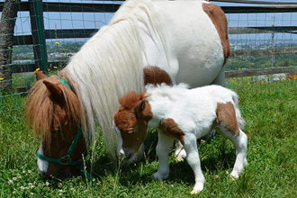 ポニー ミニチュアホースの飼育について ワールドランチホースクラブ