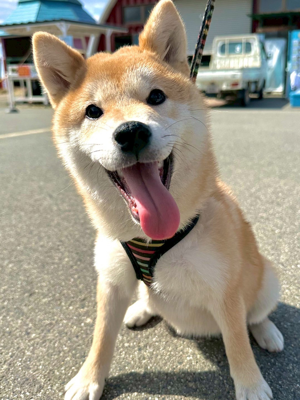 翠