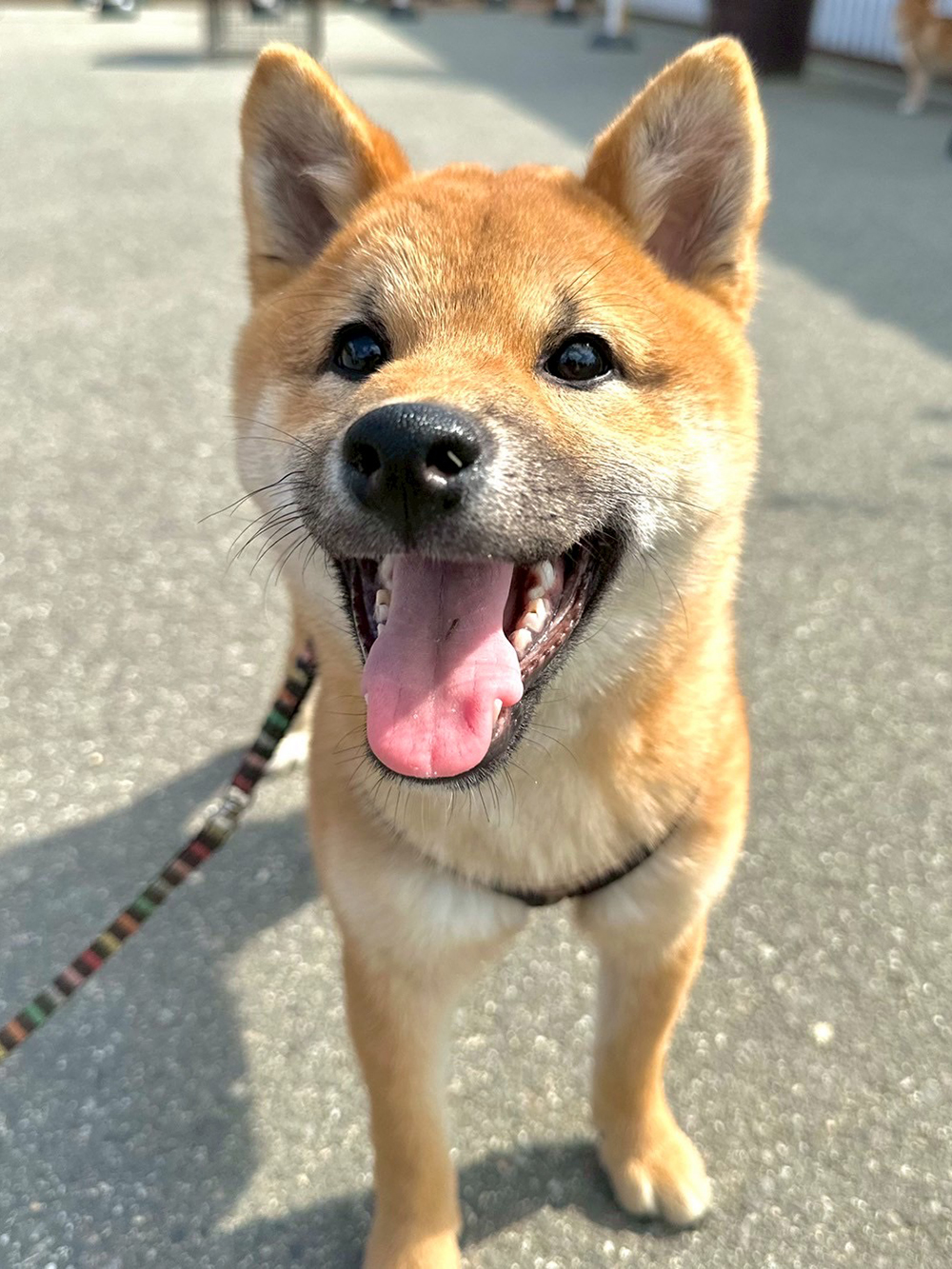 蒼