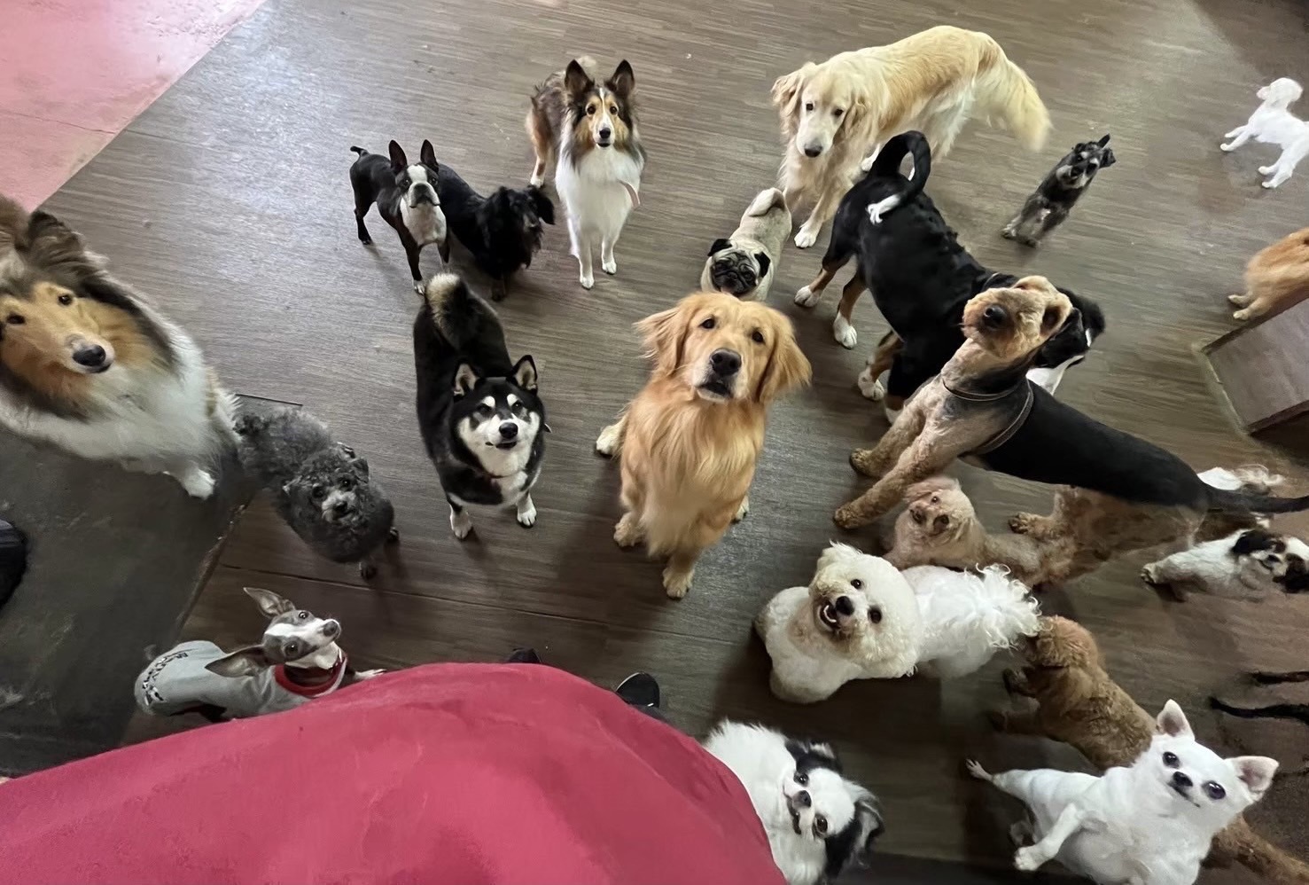 犬のふれあい館