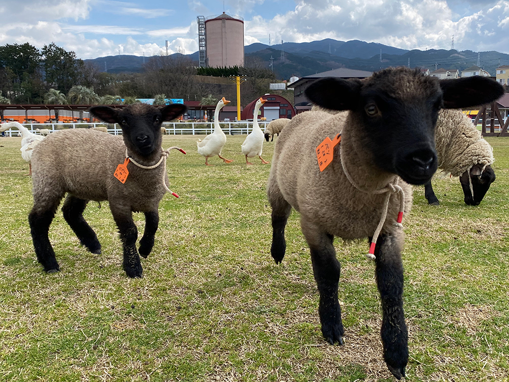 ヤギ・ヒツジの赤ちゃんが続々と誕生！