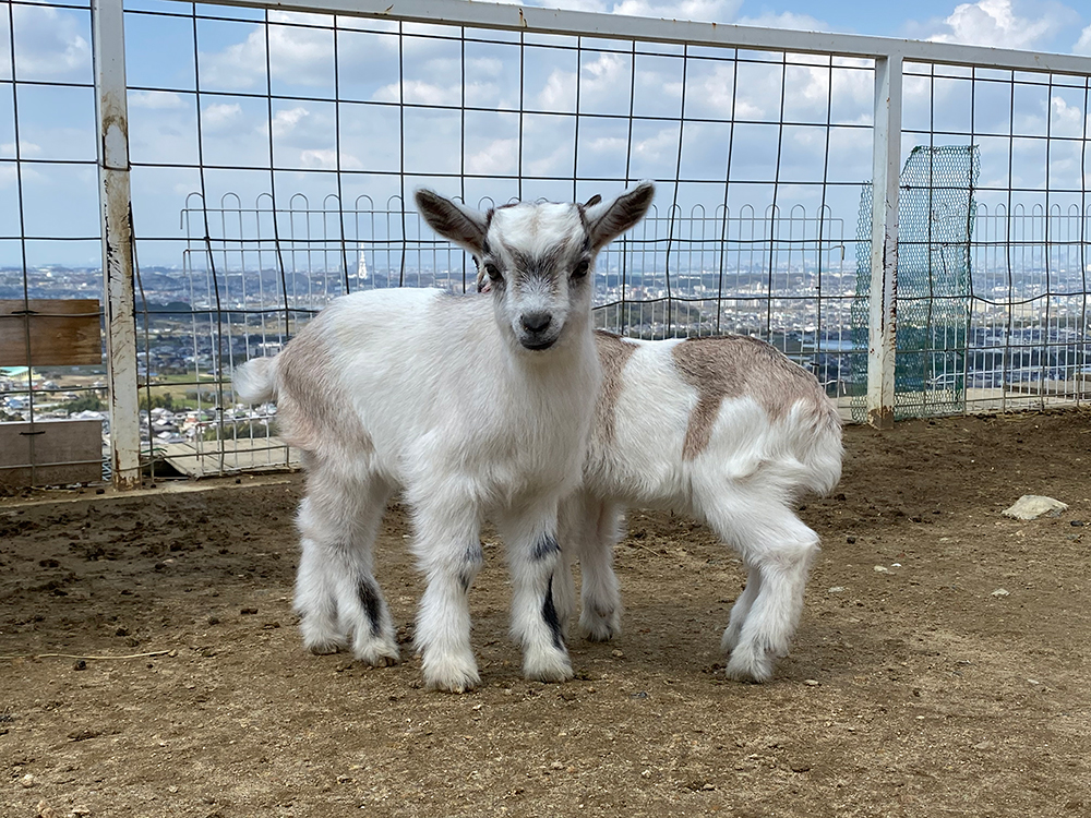 ヤギの赤ちゃん、出産ラッシュ