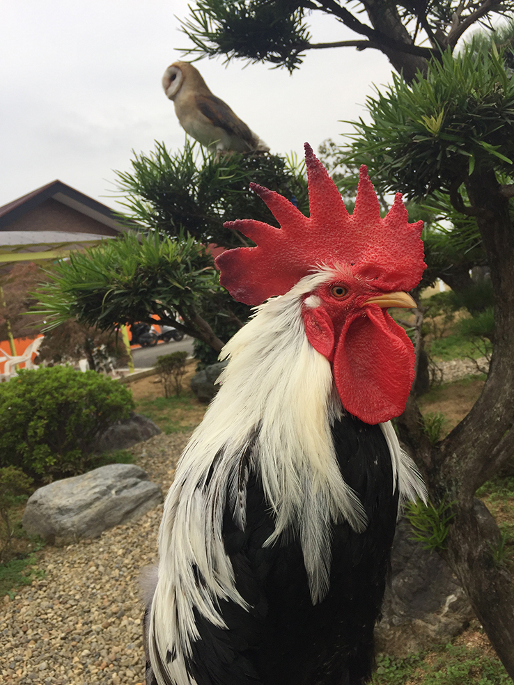 尾長鳥・メンフクロウ手乗り記念撮影（2017年年賀状用）