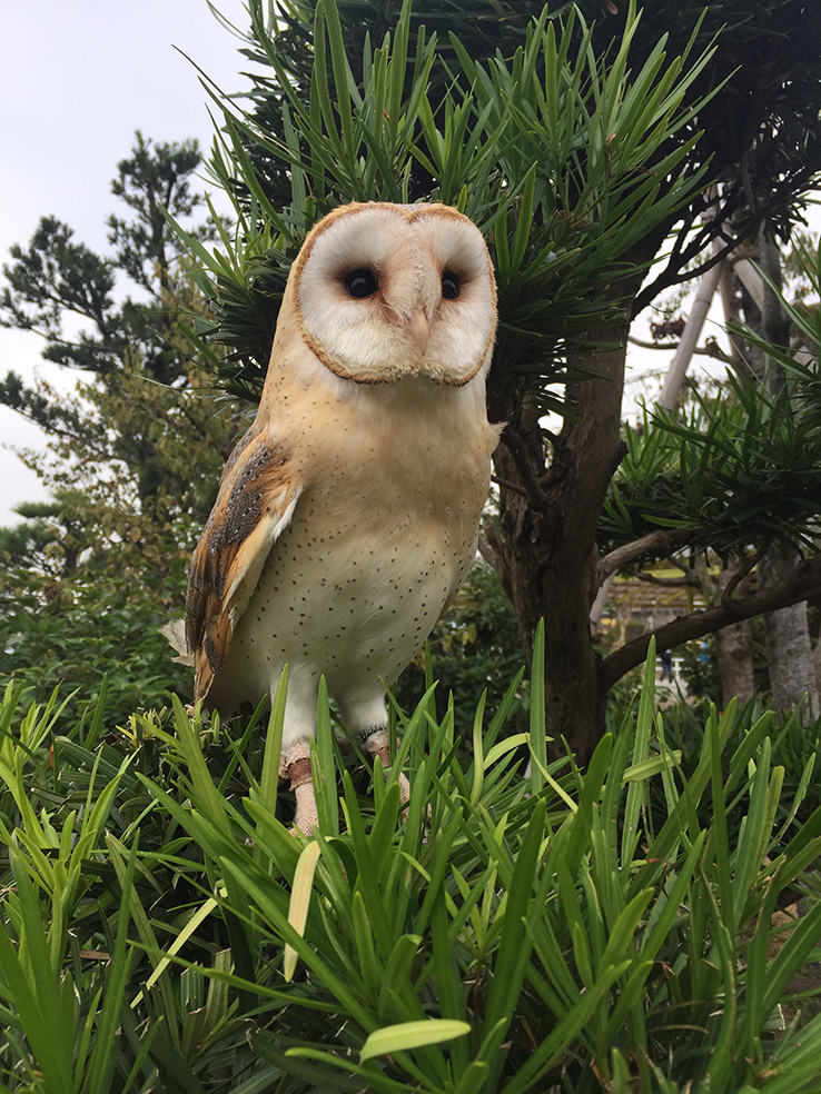 尾長鳥・メンフクロウ手乗り記念撮影（2017年年賀状用）