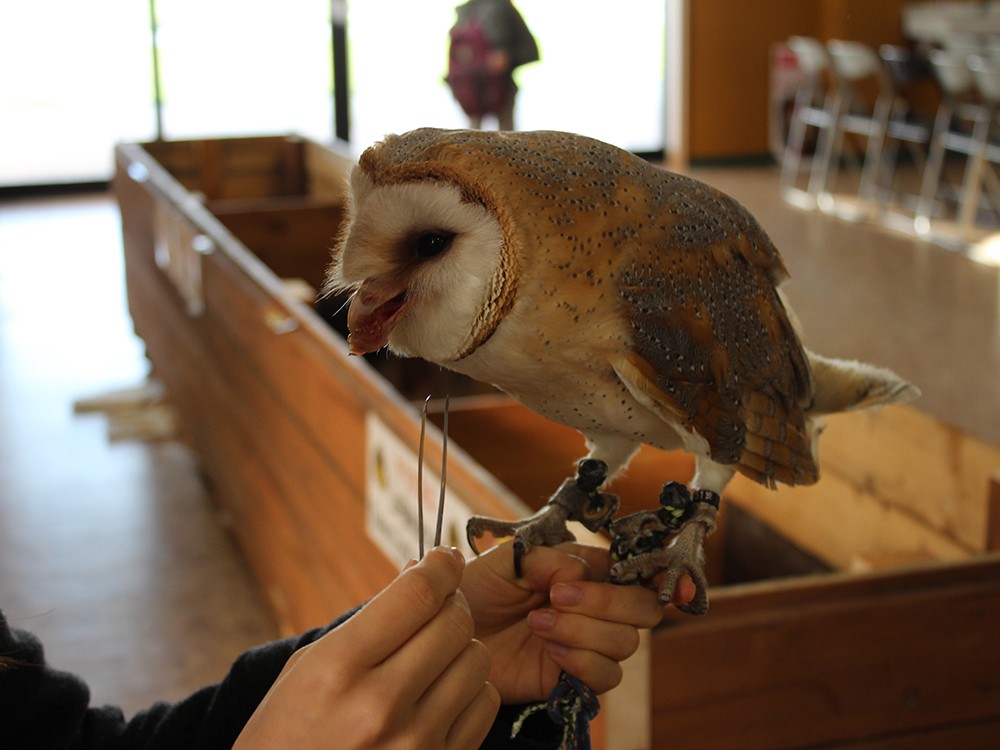 メンフクロウのエサやり体験＆記念撮影　※終了致しました