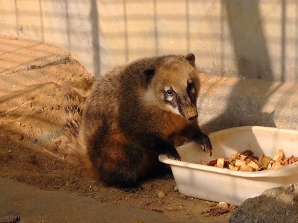 小動物