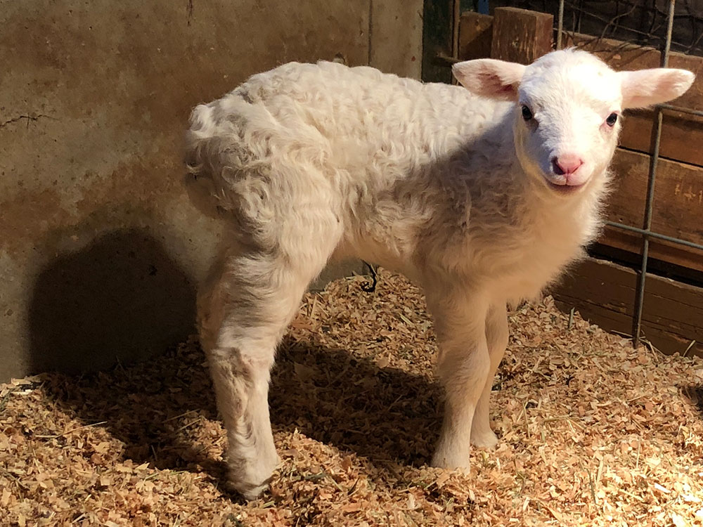 ミニチュアホースが赤ちゃんを出産