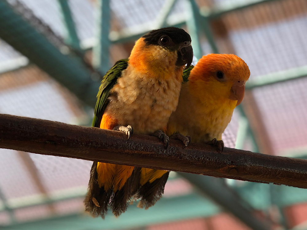 鳥たちの家