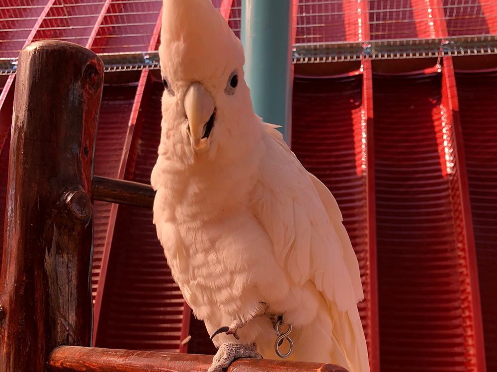 鳥たちとのふれあい体験