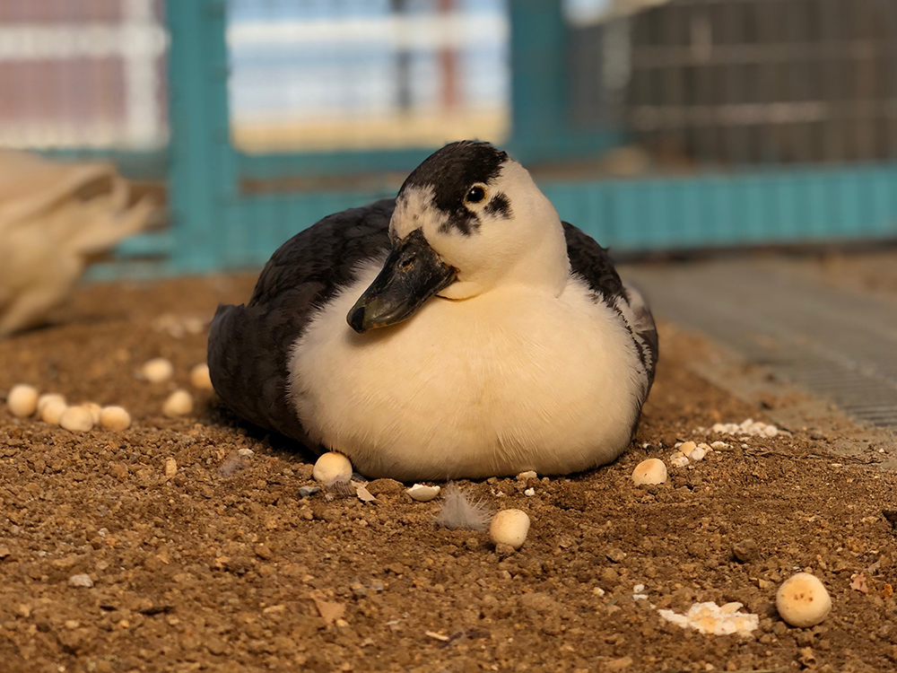 鳥たちとのふれあい体験