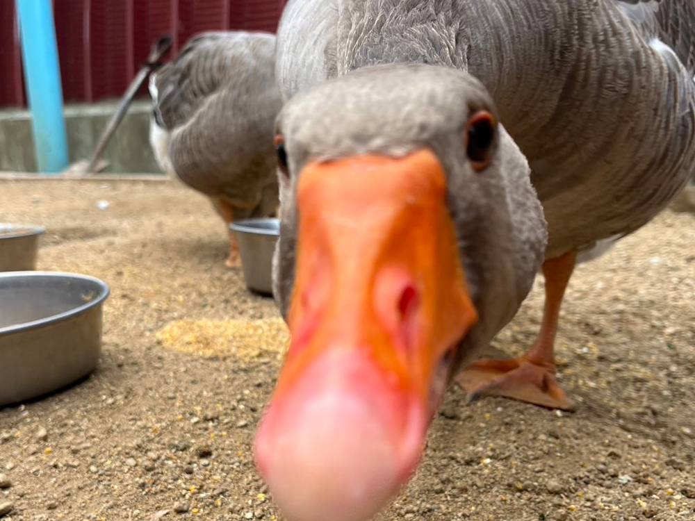 ミニブタのふれあいを開始