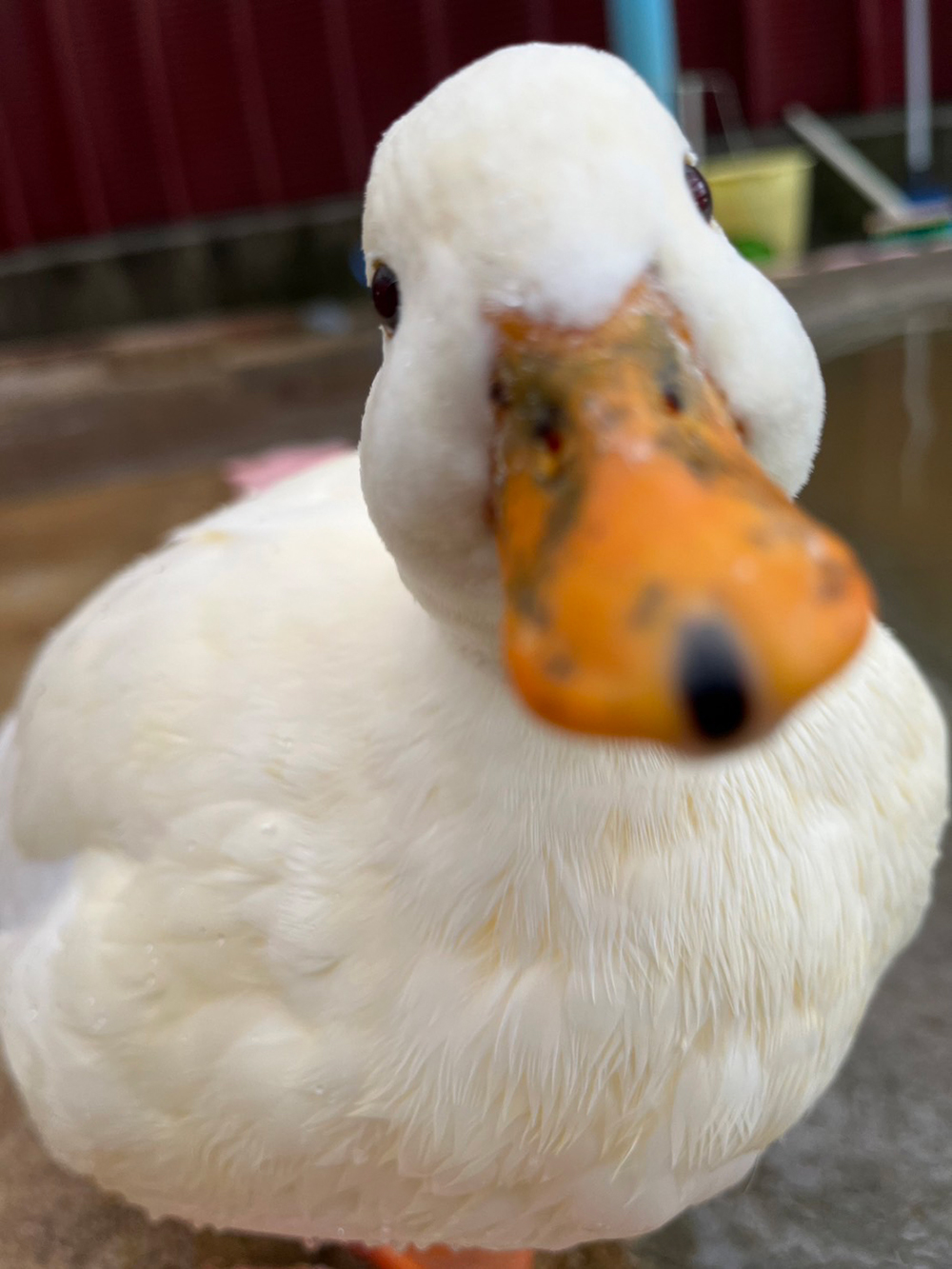 鳥たちとのふれあい体験