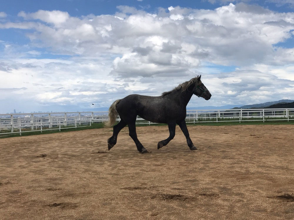 ペルシュロン（ブラン号）に騎乗体験