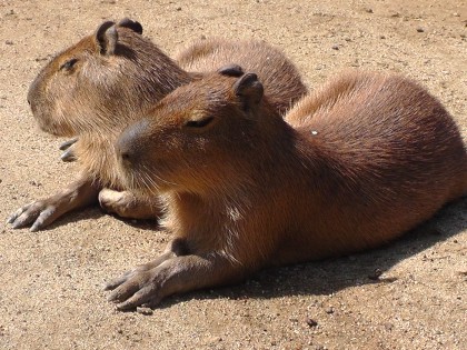 カピバラ