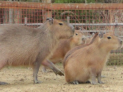 カピバラ