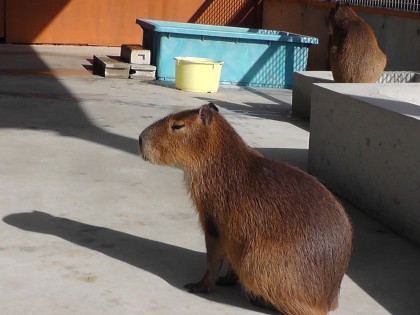 カピバラ