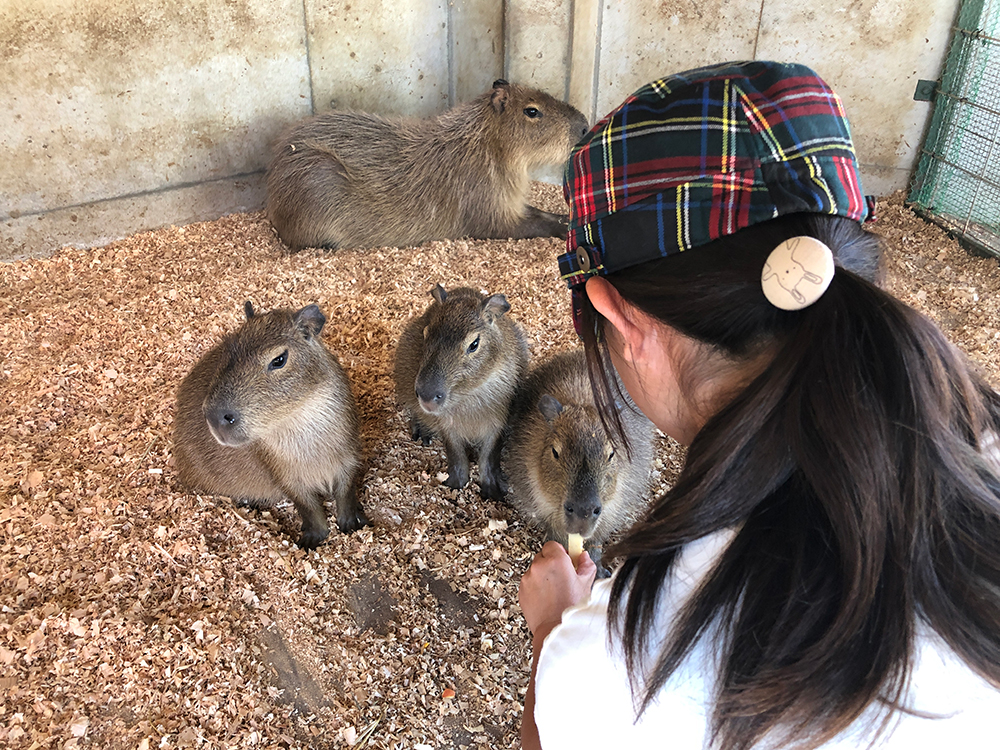 カピバラの赤ちゃん