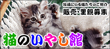 猫のいやし館【猫の販売・里親募集】