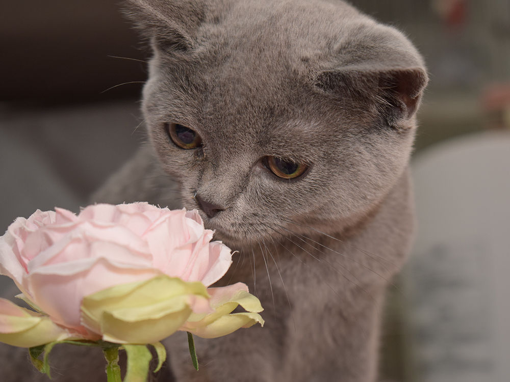 秋の仔猫スペシャルセール開催中！