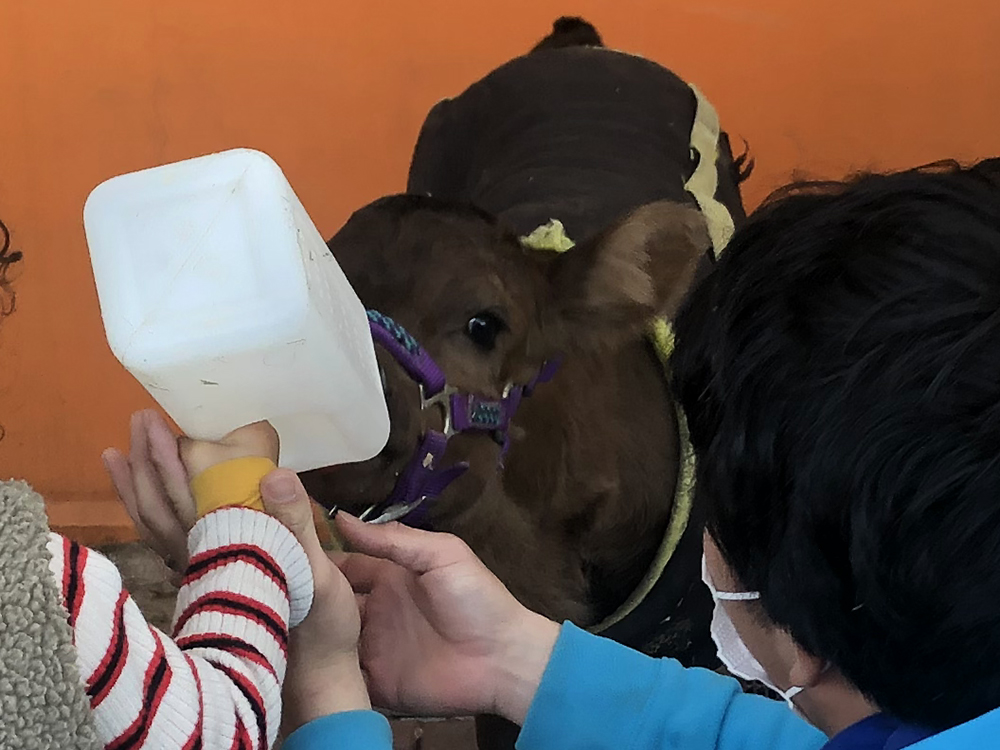 子牛のミルクやり体験を開始