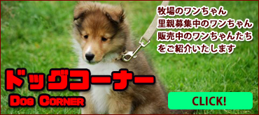 牧場の犬たち・犬の販売・里親募集中の犬紹介サイト