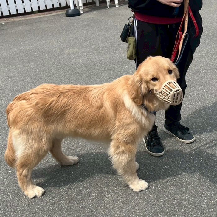ワンちゃんレンタル ※再開しました