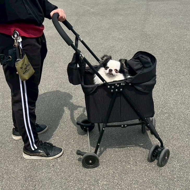 ワンちゃんレンタル