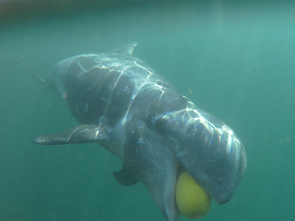 イルカ・クジラふれあいプール