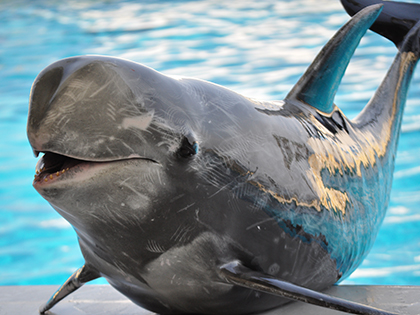 イルカ・クジラふれあいプール