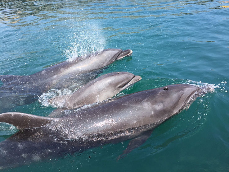 イルカ・クジラとのふれあい体験