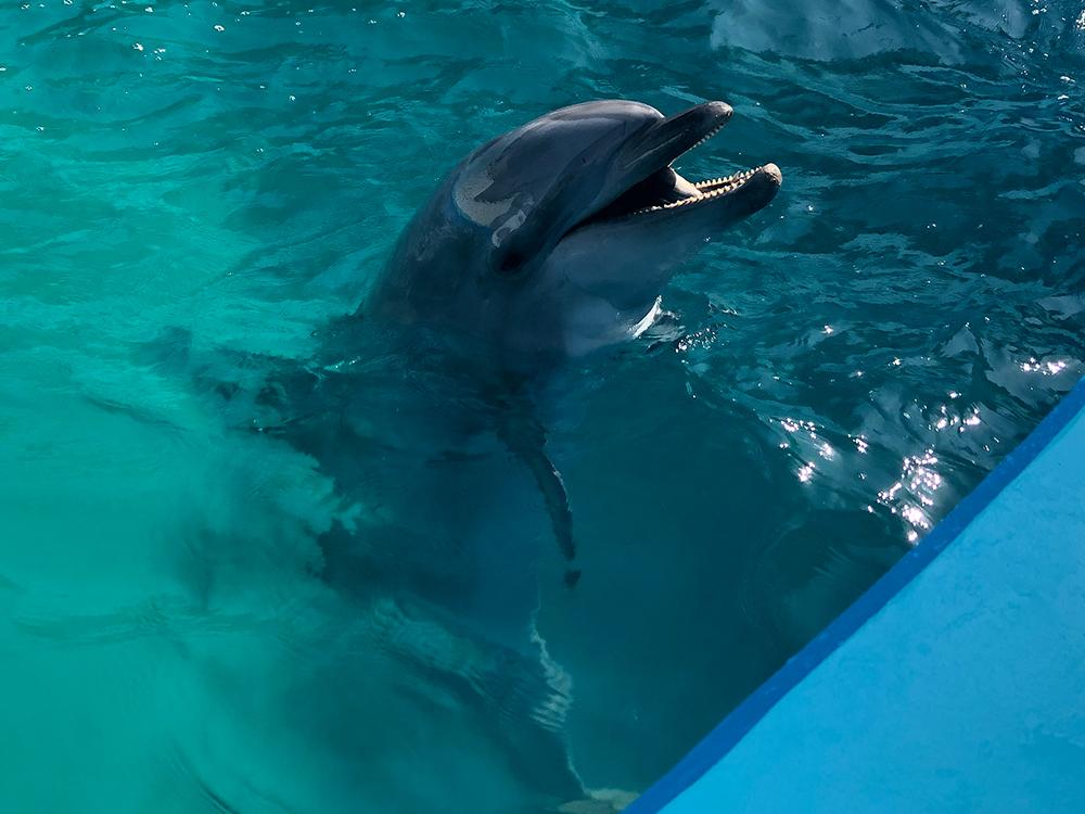 イルカ クジラとのふれあい体験 ワールド牧場 大阪府南部のふれあい動物園