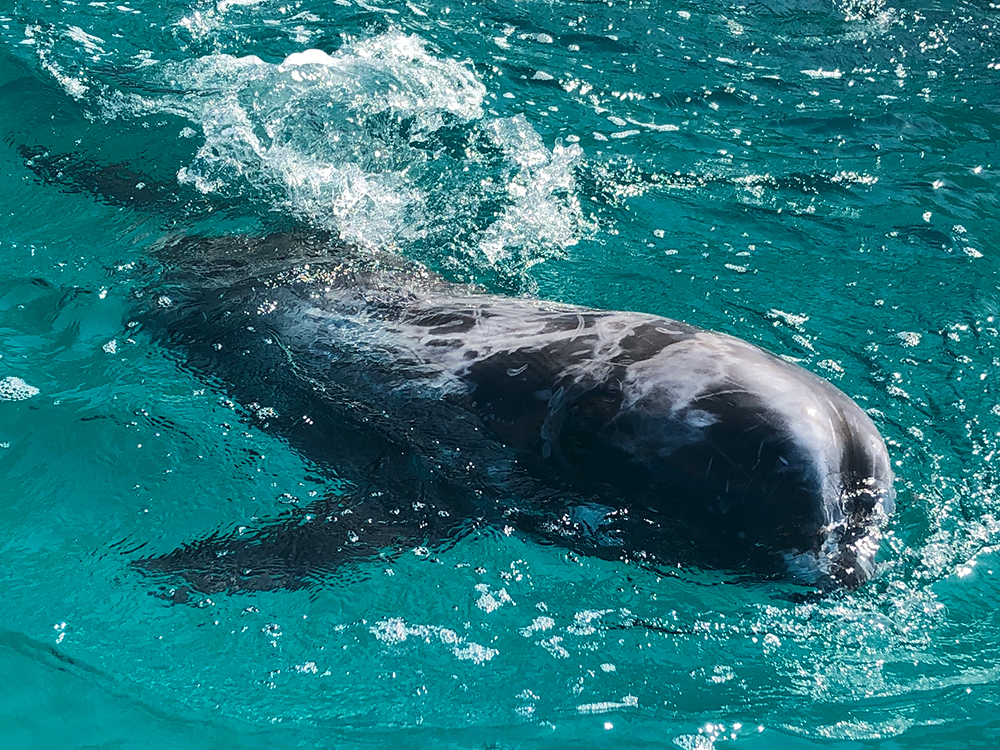 イルカ・クジラとのふれあい体験