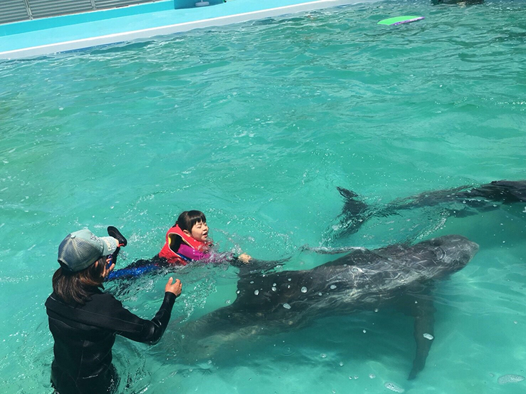 イルカ・クジラとのふれあい体験