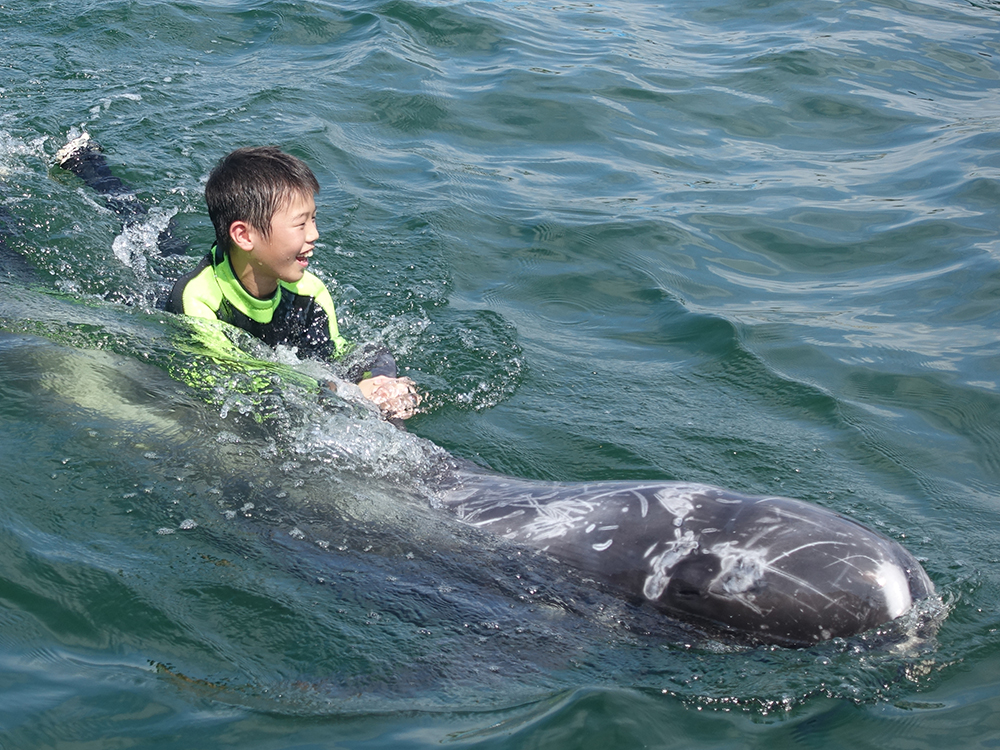 イルカ・クジラとのふれあい体験