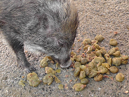 エコフィード 豚 飼料 梅
