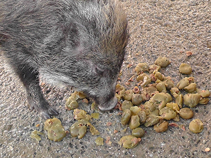 エコフィード　豚　飼料　梅