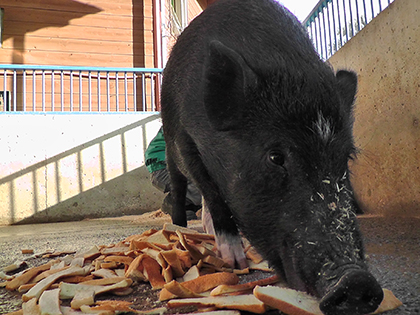 エコフィード　豚　飼料　パン屑