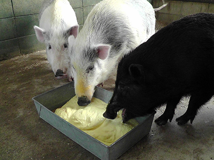 エコフィード 豚 飼料 カスタードクリーム