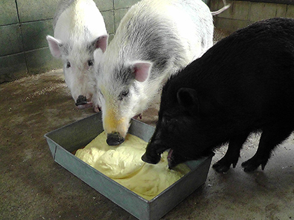 エコフィード　豚　飼料　カスタードクリーム