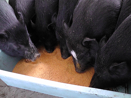 エコフィード　豚　飼料　フルーツパウダー