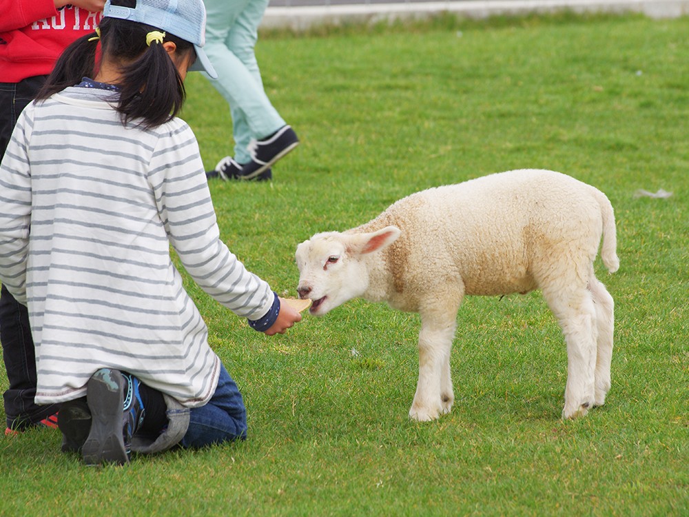 動物のエサやり体験(100円~)