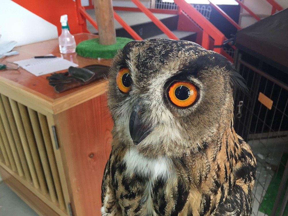 ユーラシアワシミミズクが新しく牧場の仲間入り