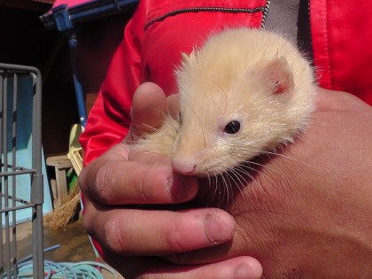 小動物とのふれあい体験