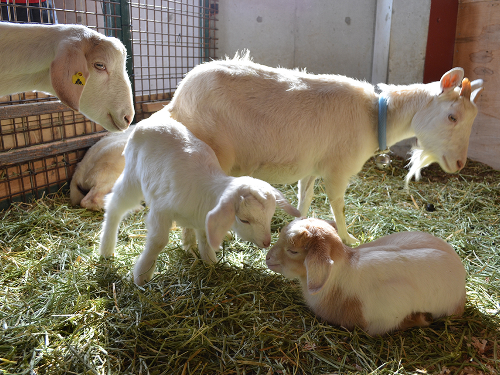 ヤギの赤ちゃん、出産ラッシュ！ ワールド牧場｜大阪府南部のふれあい動物園