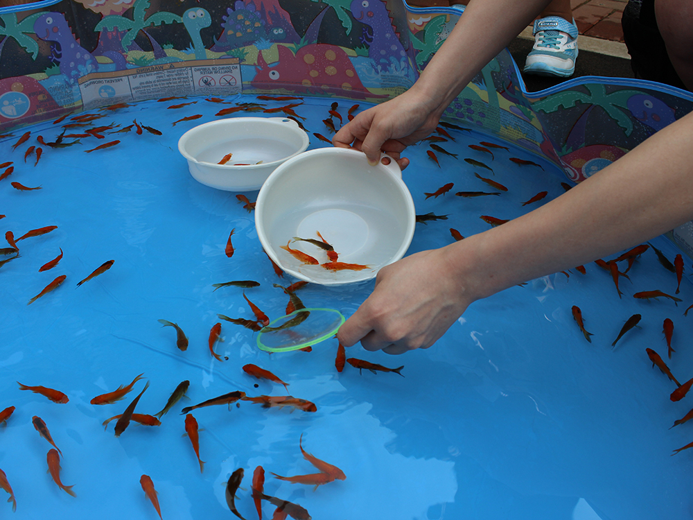 金魚をすくってかき氷を食べよう！夏休み限定「金魚すくい大会」