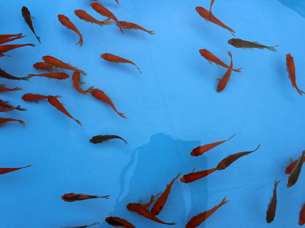 金魚すくい・スーパーボールすくい（300円）