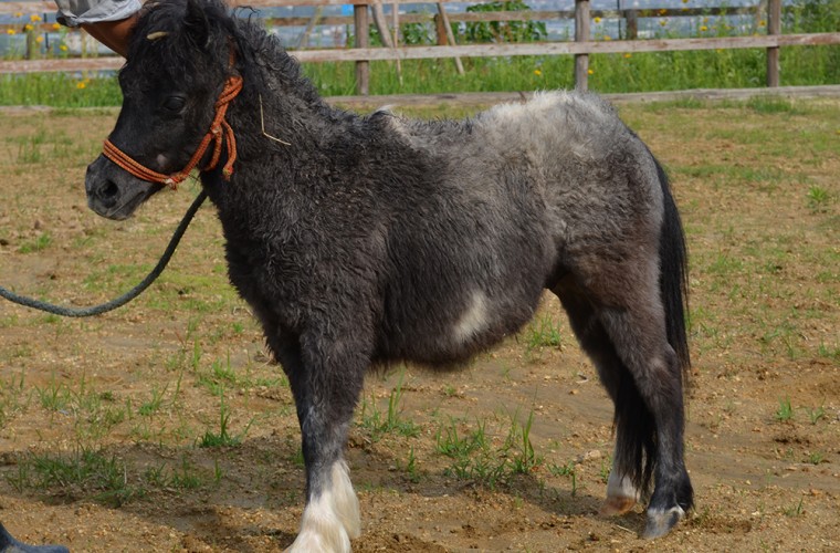世界最小の馬(ファラベラポニー)が登場