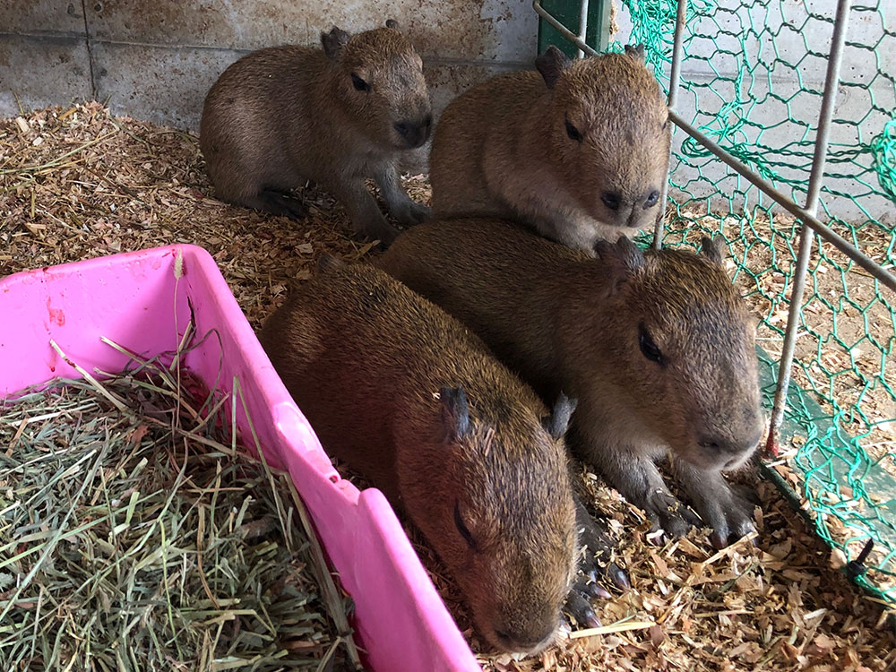 カピバラの赤ちゃんが誕生